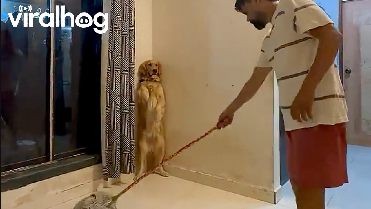 Dog Stands in the Corner While Man Mops the Floor || ViralHog