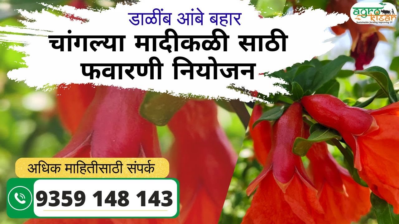 🔴 AGRO KISAN | आंबे बहार | चांगल्या मादीकळी साठी फवारणी नियोजन #agrokisan #dalimb #मादी कळी #agri