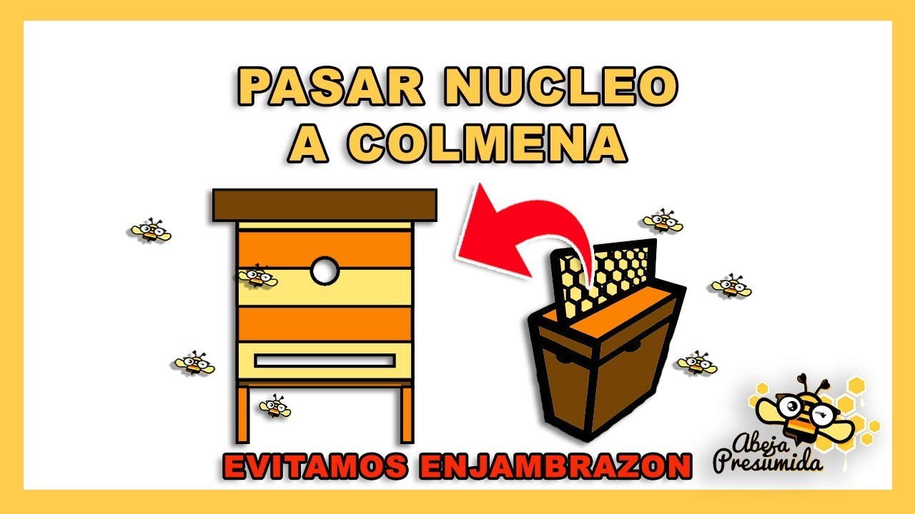 Pasar NUCLEO a COLMENA 🐝🧡🎥 Evitar enjambrazón!