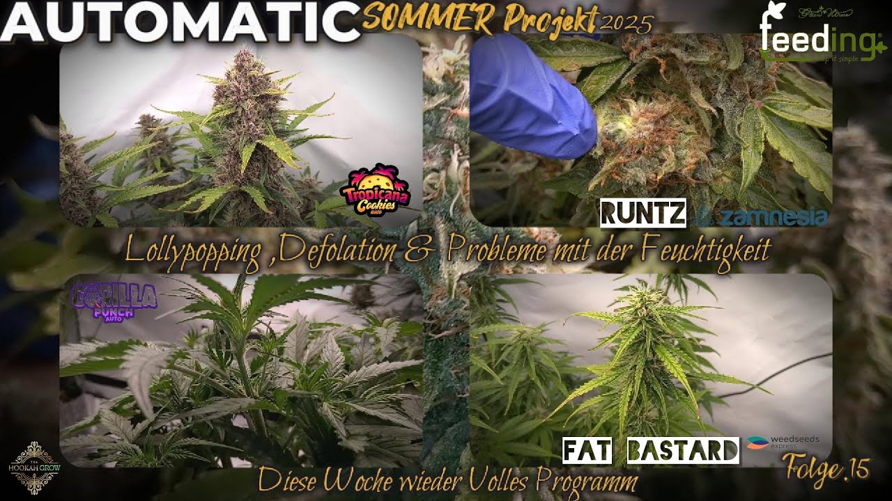 Wieder ein volles Programm F1 Runtz , Tropicana Cookie, Gorilla Punch, Fat Bastard Automatic Grow