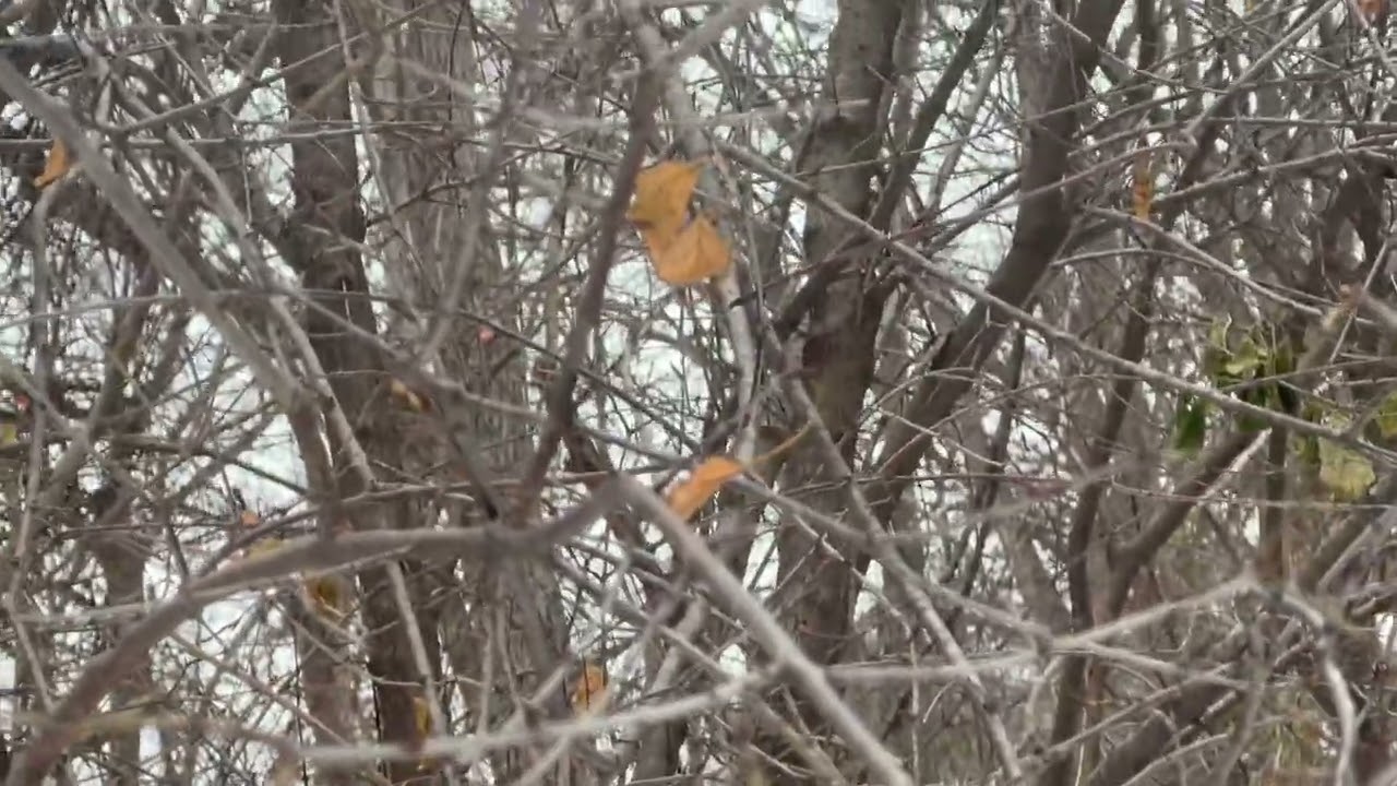 Winter targeting seedling female buckthorn