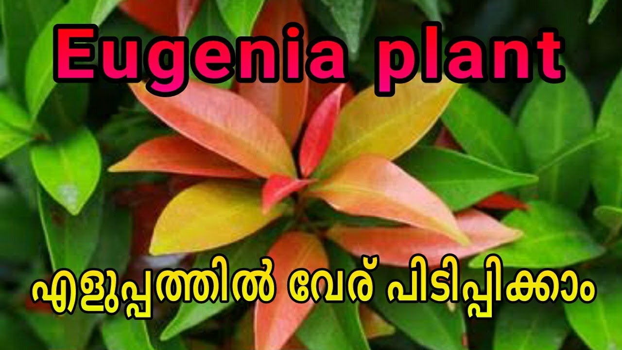 Eugenia plants ഇത്രയും എളുപ്പത്തിൽ വേര് പിടിക്കുമോ..?
