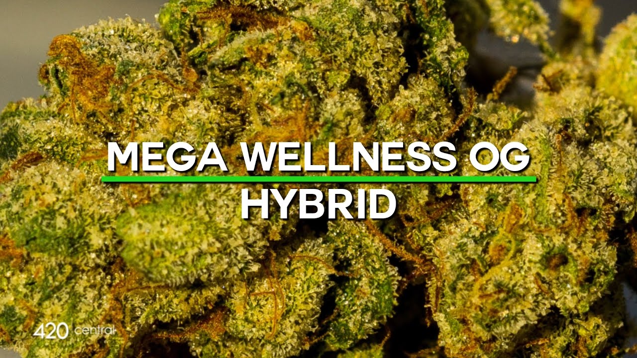 420 Strain Reviews - Mega Wellness OG