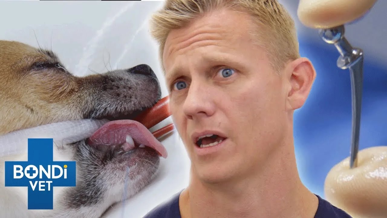 Vet Replaces Chihuahua's Entire Hip! 😱 | Bondi Vet Clips | Bondi Vet