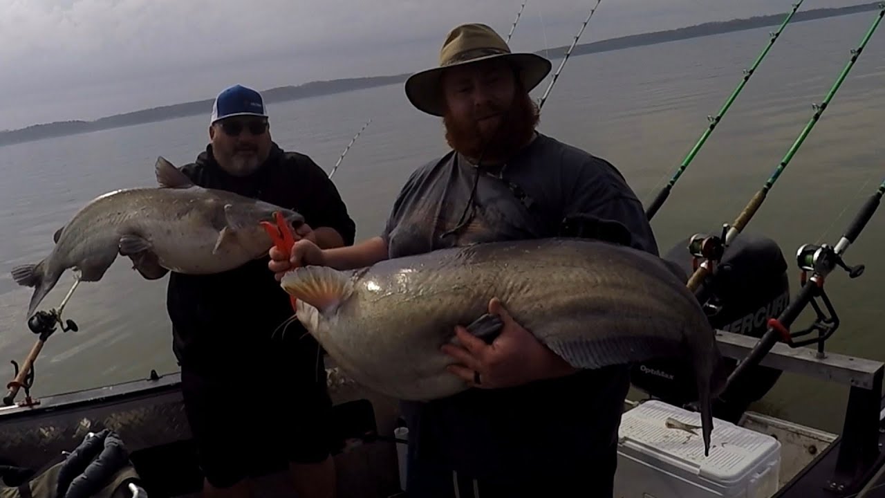 Big Wheeler lake Blue catfish, spring bluecats in Alabama! Dragging wheeler lake catfishing.