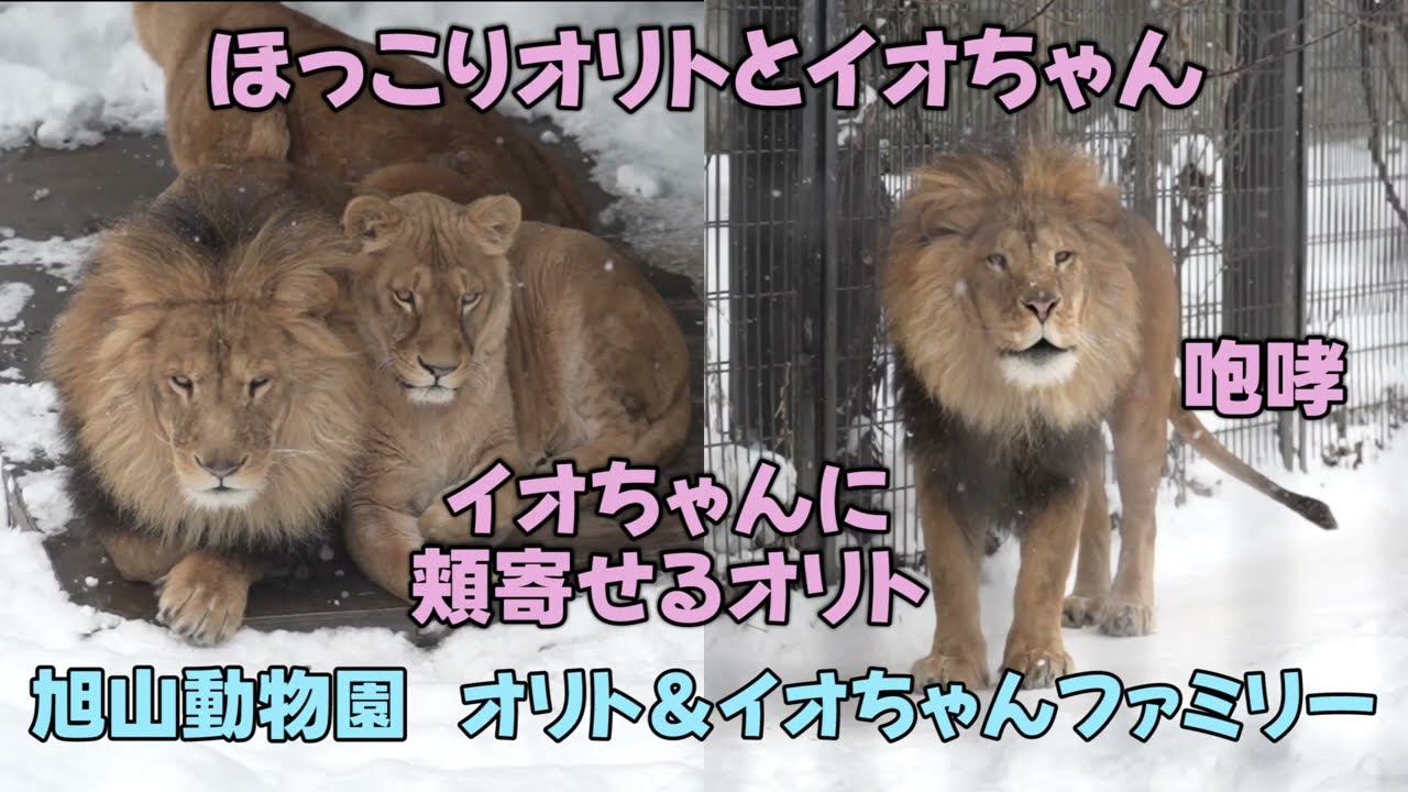 旭山動物園　ほっこりオリトとイオちゃん　イオちゃんに顔を寄せるオリト　オリトの咆哮　Orito & Io family　Lion family　Asahiyamazoo