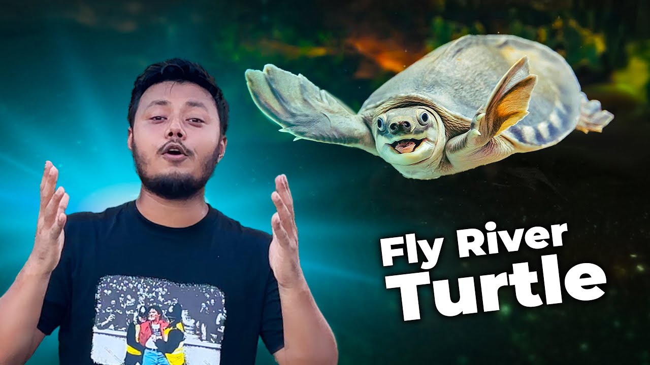 মিঠা পানির সবচেয়ে বিরল কচ্ছপ প্রজাতি এটি | Fly River Turtle