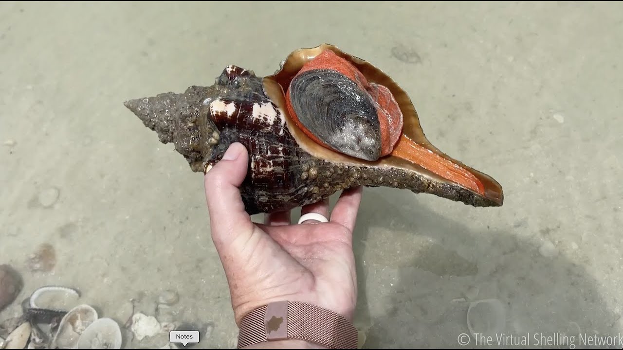 Episode 69: I think I sawfish! (Virtual Shelling at Dickman's!)