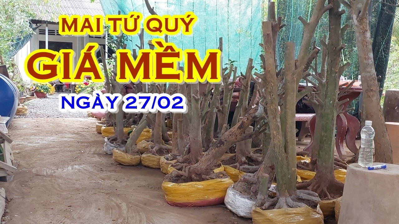 ANH BÌNH 📲 O921478539 - O9O3772578 GIÁ TỐT - MAI TỨ QUÝ GIAO LƯU NGÀY 27/01 