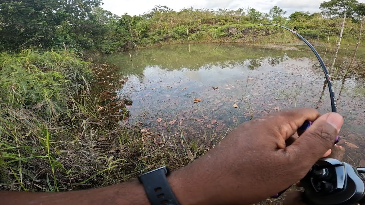 Dari Pagi Hingga Sore Mancing Casting Ikan Gabus di Bekas Galian Tambang