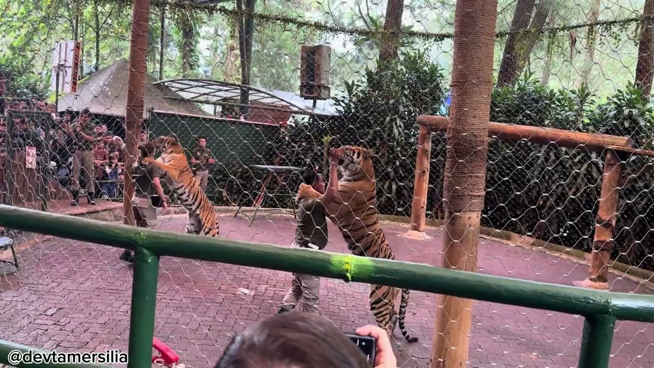 Tiger Show | Pertunjukkan Harimau di Taman Safari Bogor