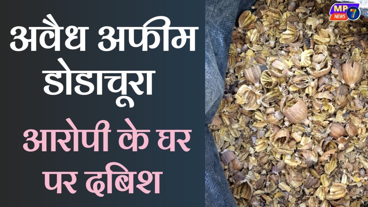 अवैध अफीम डोडाचूरा | आरोपी के घर पर दबिश | आरोपी पर कार्यवाही | avidh afim dodachura | ghr pr dabish