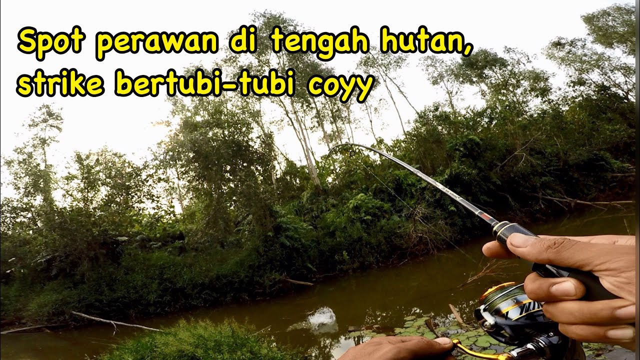 Gak Disangka 2019 Masih ada Spot Perawan Seperti ini..... II Benar benar Sarang Ikan Haruan !