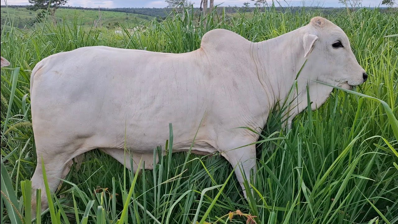 O segredo é capim, água e manejo certo do capim.