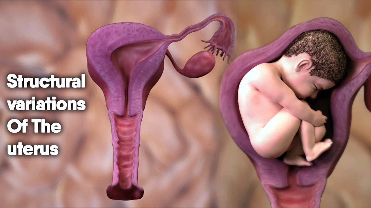 Different Shapes of the Uterus: Normal Variations and Congenital Differences