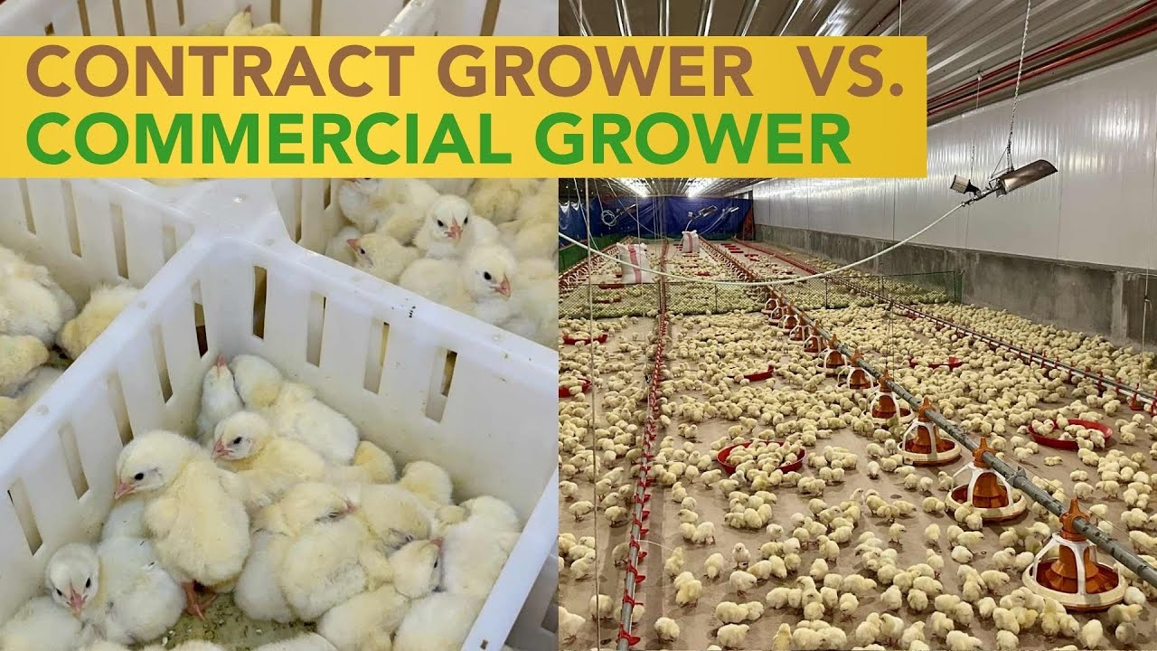 Contract Growers = Stability, Commercial Growers = More Profit Potential