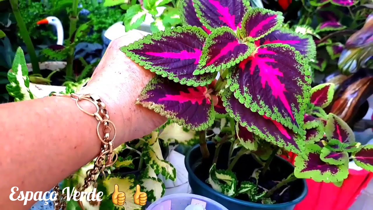 COLÉUS GIGANTE EM VASOS PEQUENOS!!!PLANTA DE CRESCIMENTO RÁPIDO!! EXPLOSÃO DE CORES!