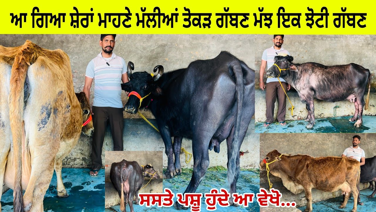 ਸ਼ੇਰੇ ਮਾਹਣੇ ਮੱਲੀਆਂ ਕੋਲ 2 ਮੱਝਾਂ ਇਕ ਤੋਕੜ ਗੱਬਣ/ ਇਕ ਵਹਿੜ ਗੱਬਣ ਤਿਆਰ/ ਤਰਨਤਾਰਨ 