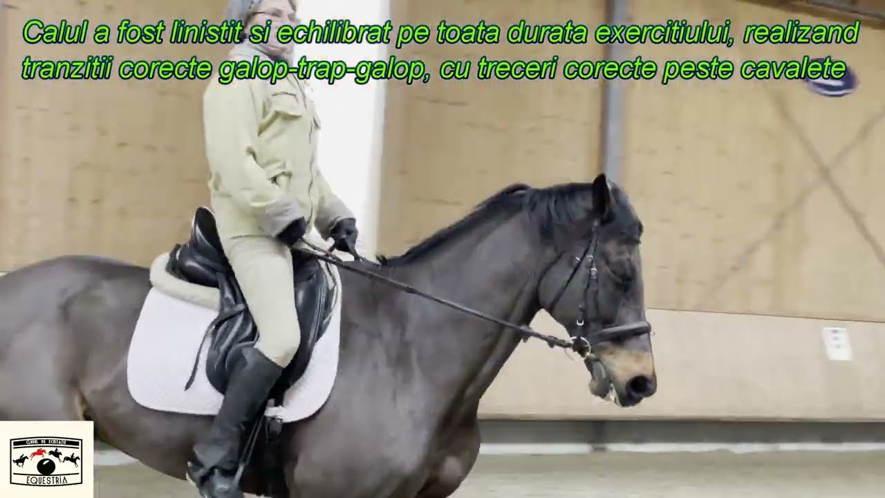 Lectii de echitatie - Exercitii de cavalete la trap, cu tranzitii galop-trap-galop