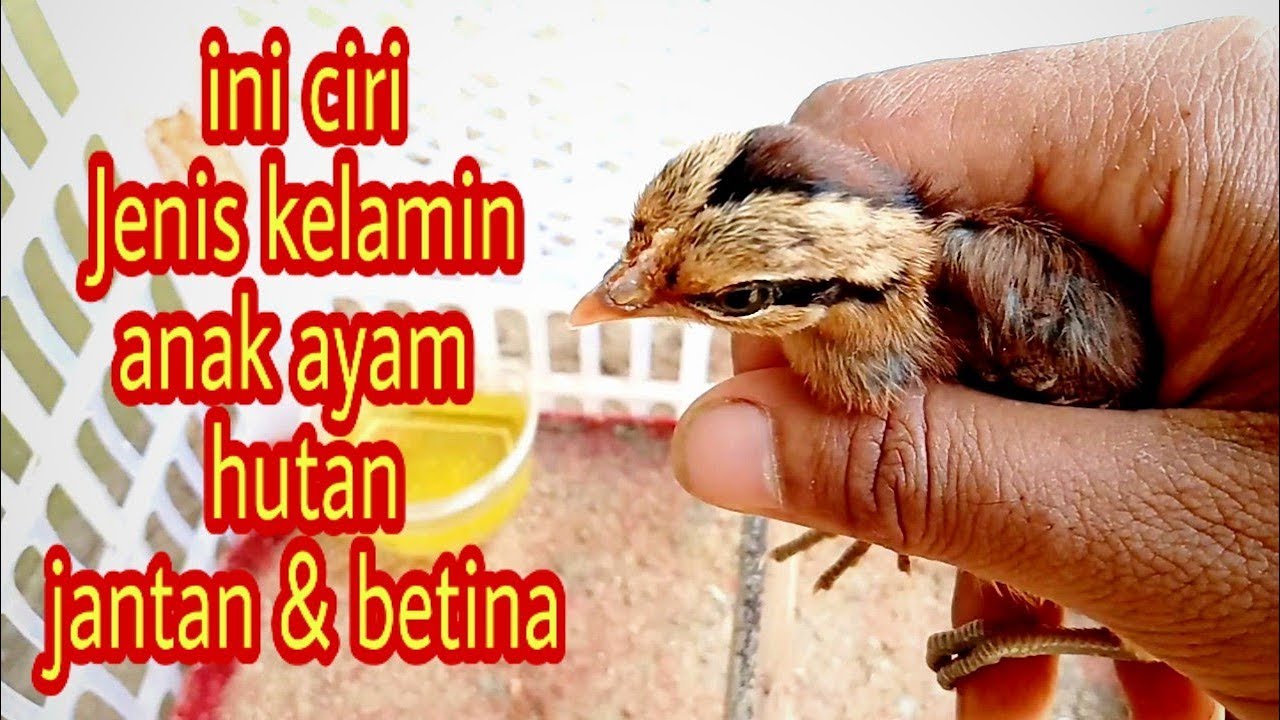 Cara Membedakan Anak Ayam Hutan Merah Jantan & Betina