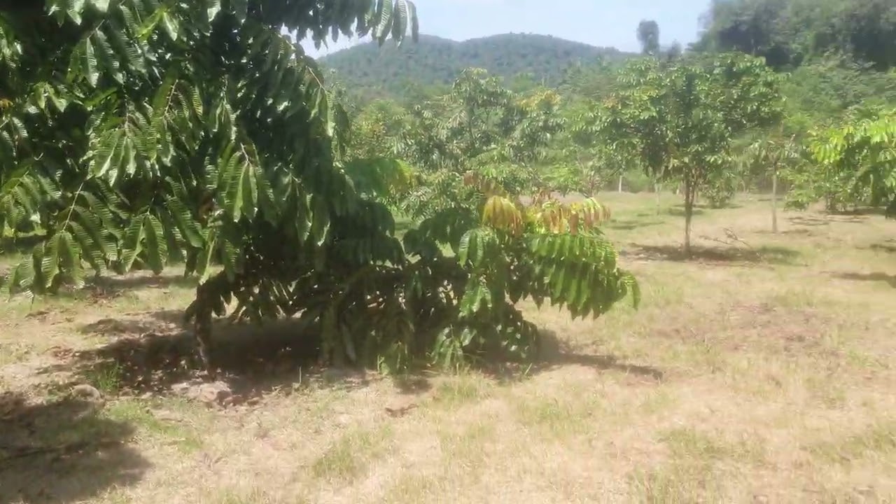 Mesin Rumput Kawasan Pokok Matoa.. 21.12.2025 #viral #trending #shorts #vtt #video 