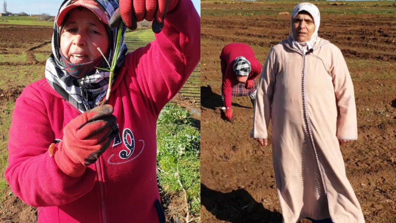 لالة فتيحة في عملها بمزرعة لالة حادة👍مراحل زراعة البصل