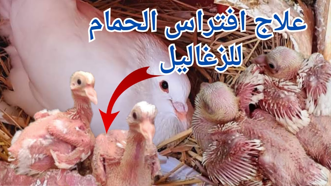 إسباب افتراس الحمام للزغاليل⁉️علاج افتراس الحمام للزغاليل بطريقة فعاله👌/ابوشام مع الحمام