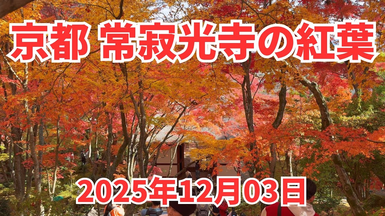常寂光寺の紅葉｜見頃を迎えました 2024/12/04
