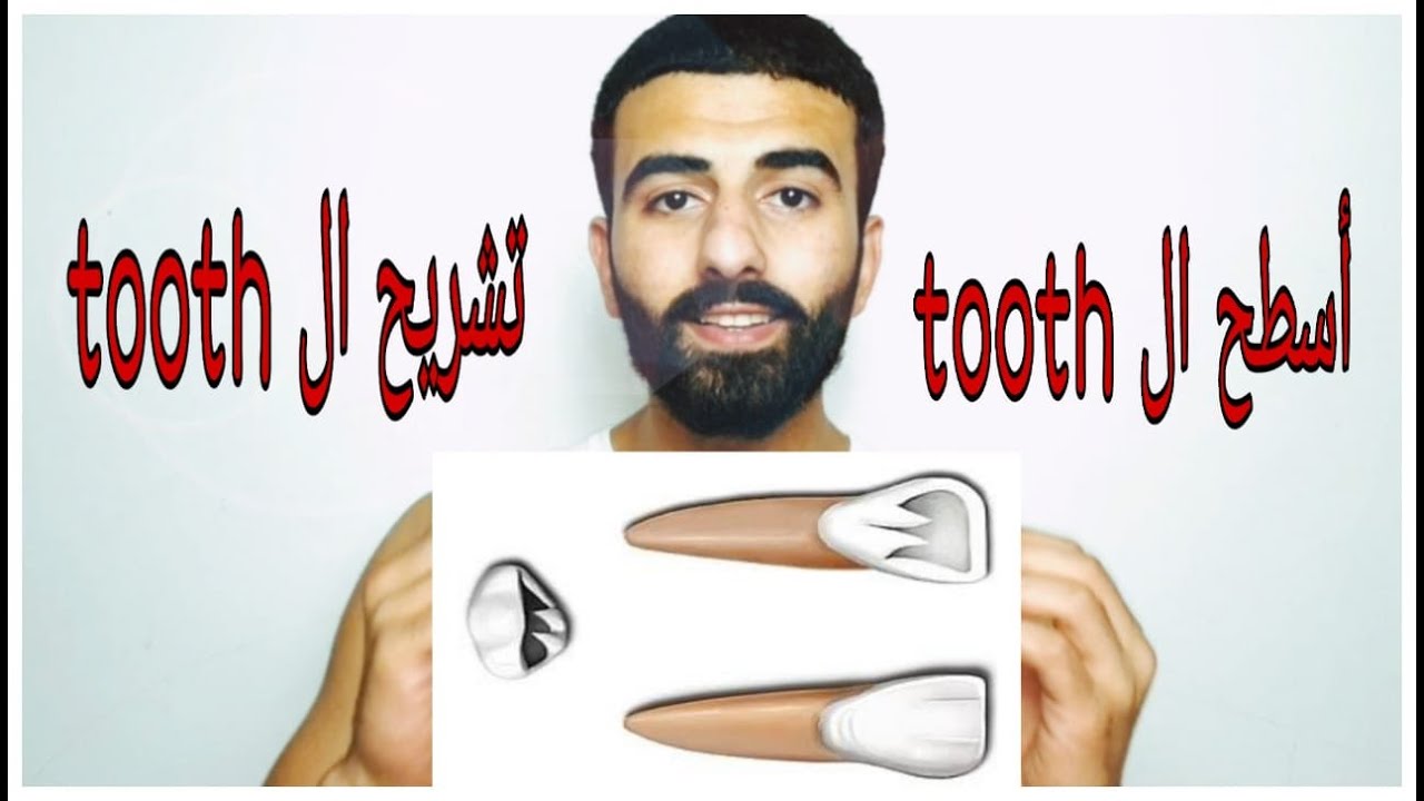 دينتال اناتومي _ الجزء الثالث 