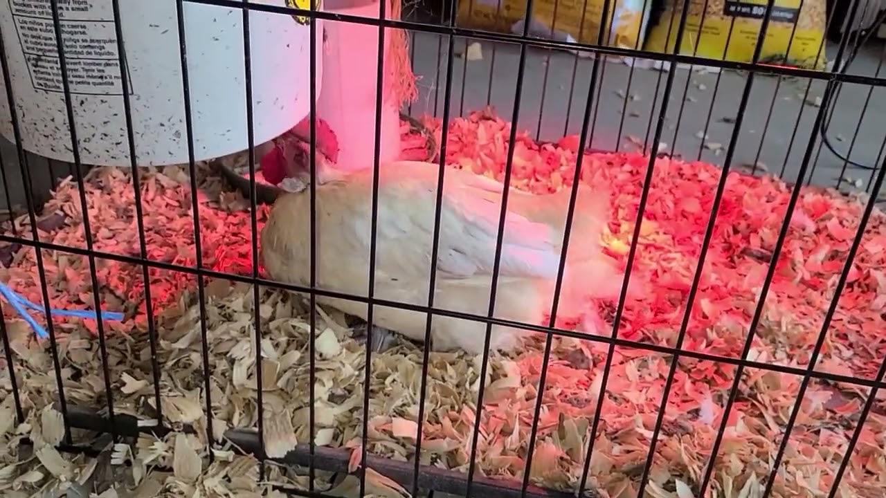Lame Chicken Update - Is it Vitamin Deficiency?