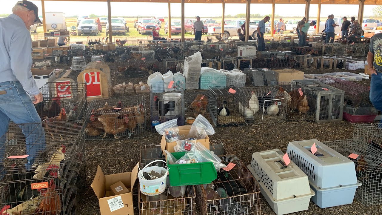 I Sold 100s of Baby Chicks at the Amish Animal Auction!!!