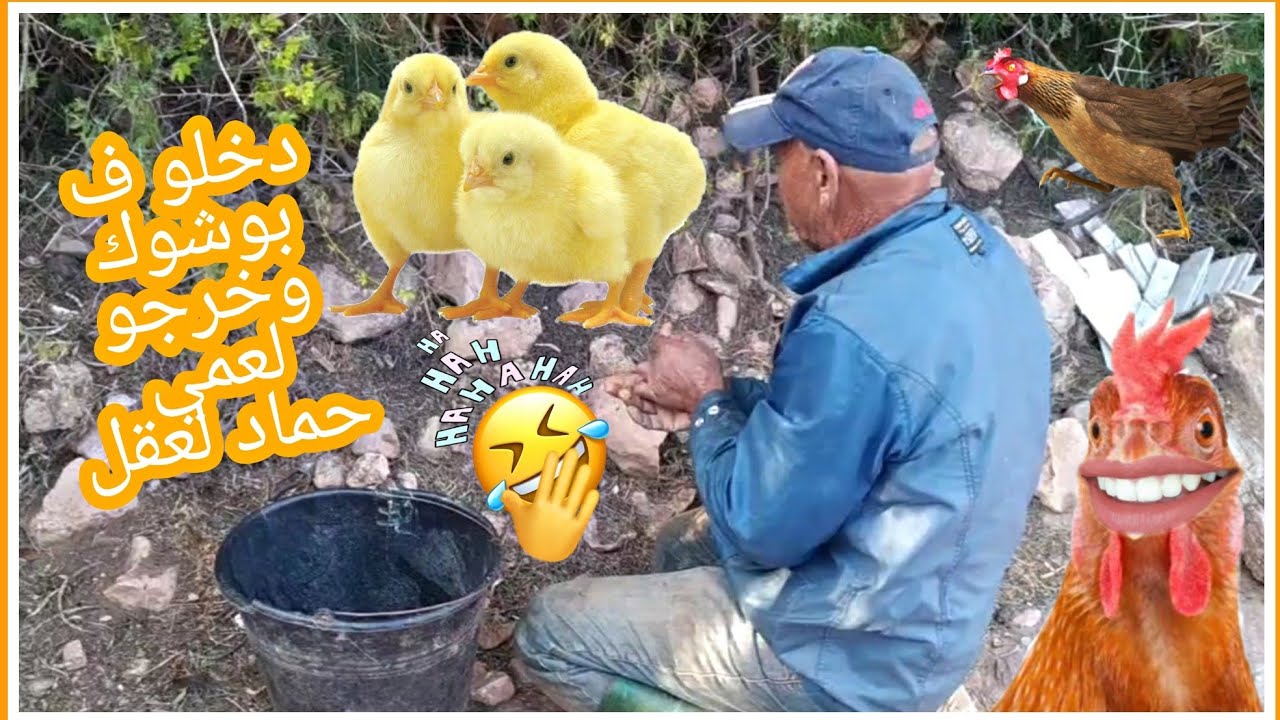عمي حماد هبلو الدجاج🐣🐓هربولو كاملين عصبوه وزاد كمل عليه مهدي 🤣 خلاوه يدور عليهم كي لهبيل🤣