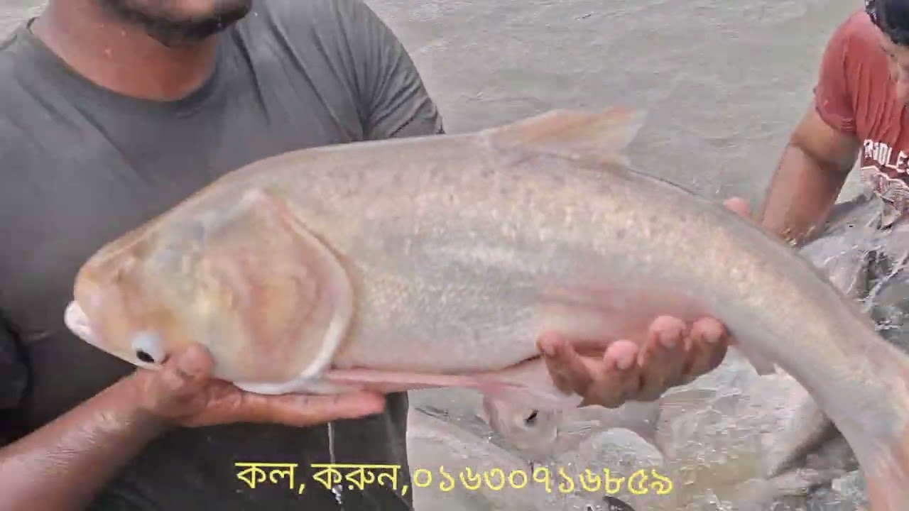 পুকুরে বড় জাতের মাছ চাষ| কার্প জাতীয় মাছের রেণু পোনা কোথায় পাওয়া যায়| রেণু পোনার দাম কেমন,