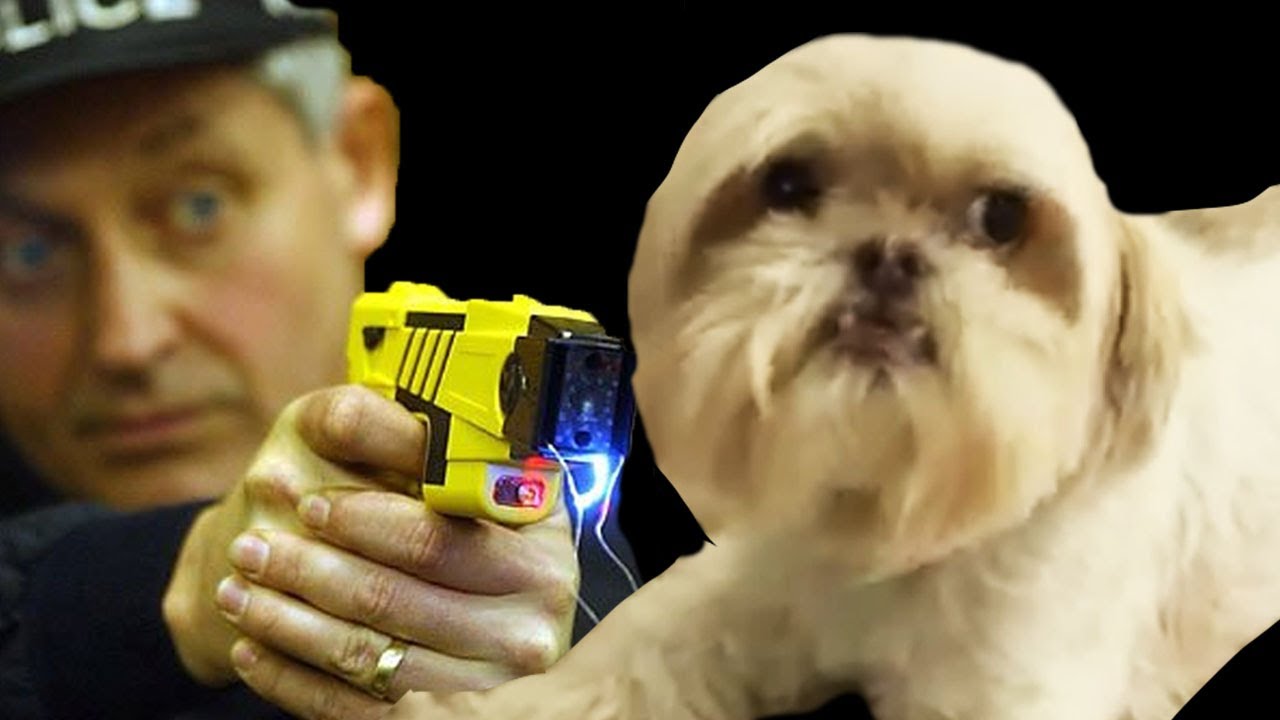 FREEZE, PUPPY!