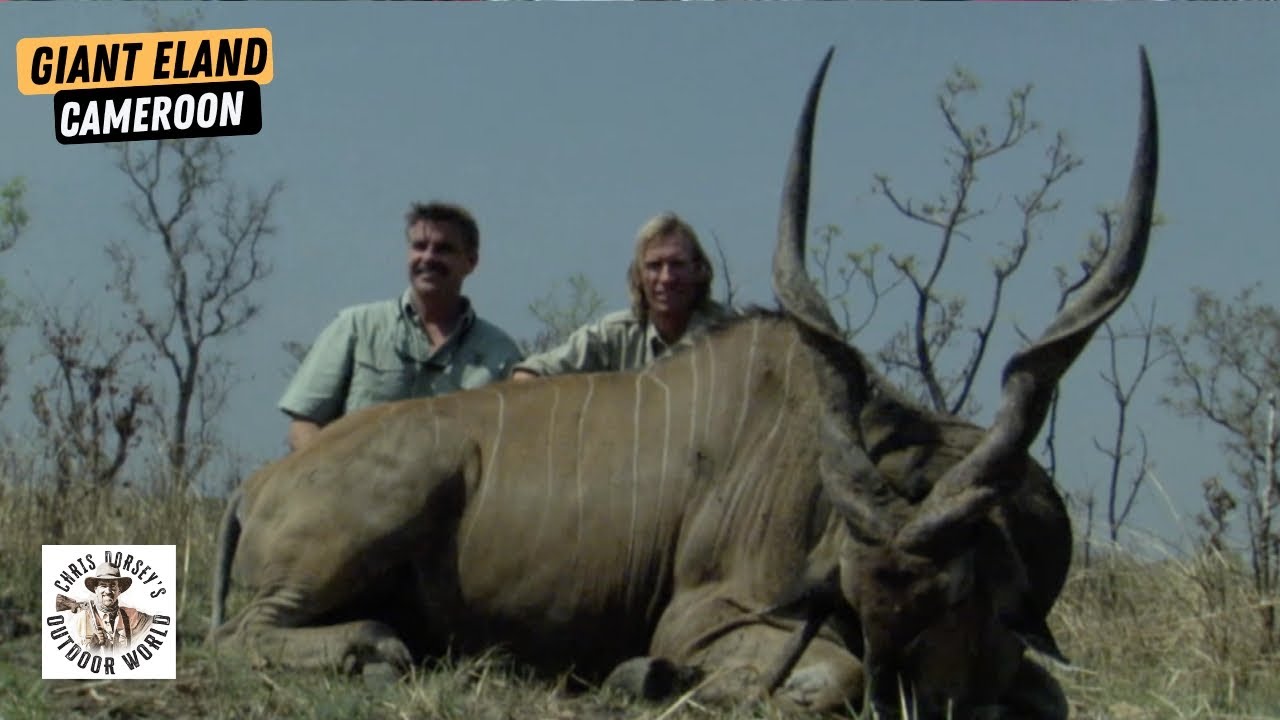 Lord Derby Giant Eland Hunt in Cameroon