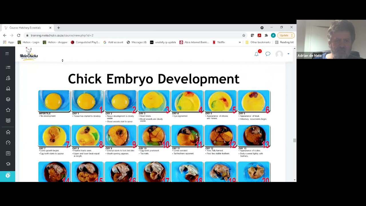 Something is Hatching -  Egg Incubation Webinar