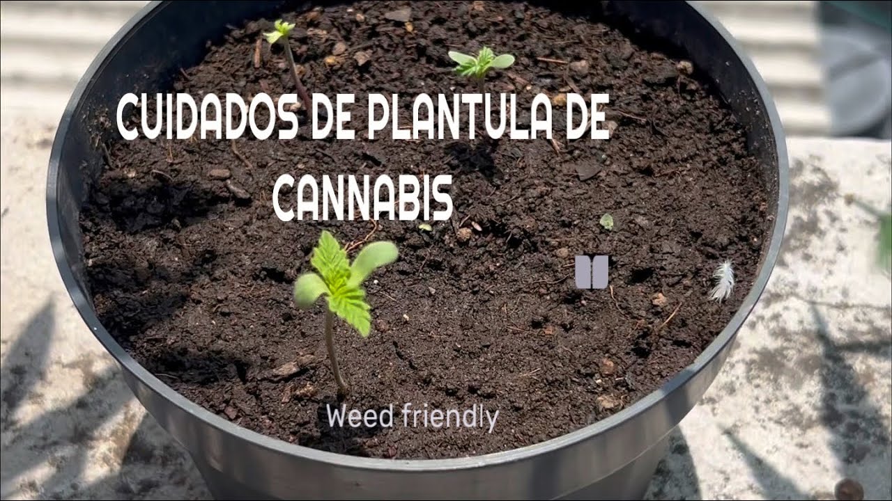 Cuidados para plantula de cannabis 