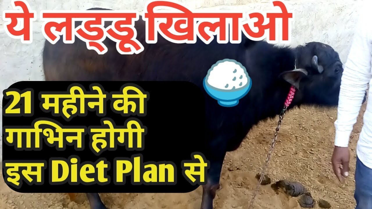 कटी बछडी कैसे तैयार करें |Quality Calf rearing |Diet Plan|Dairy Farming in India.