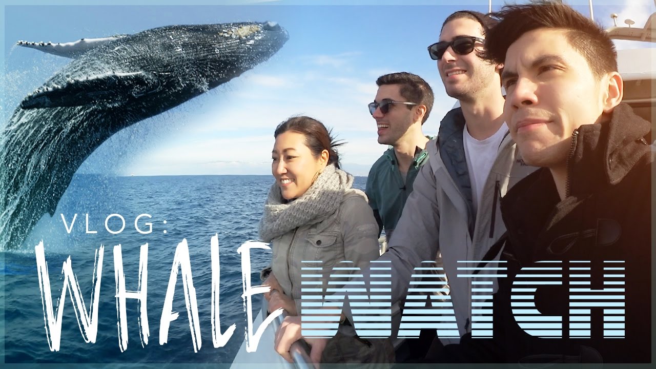 VLOG: WHALE WATCH 2017!! | Sam Tsui