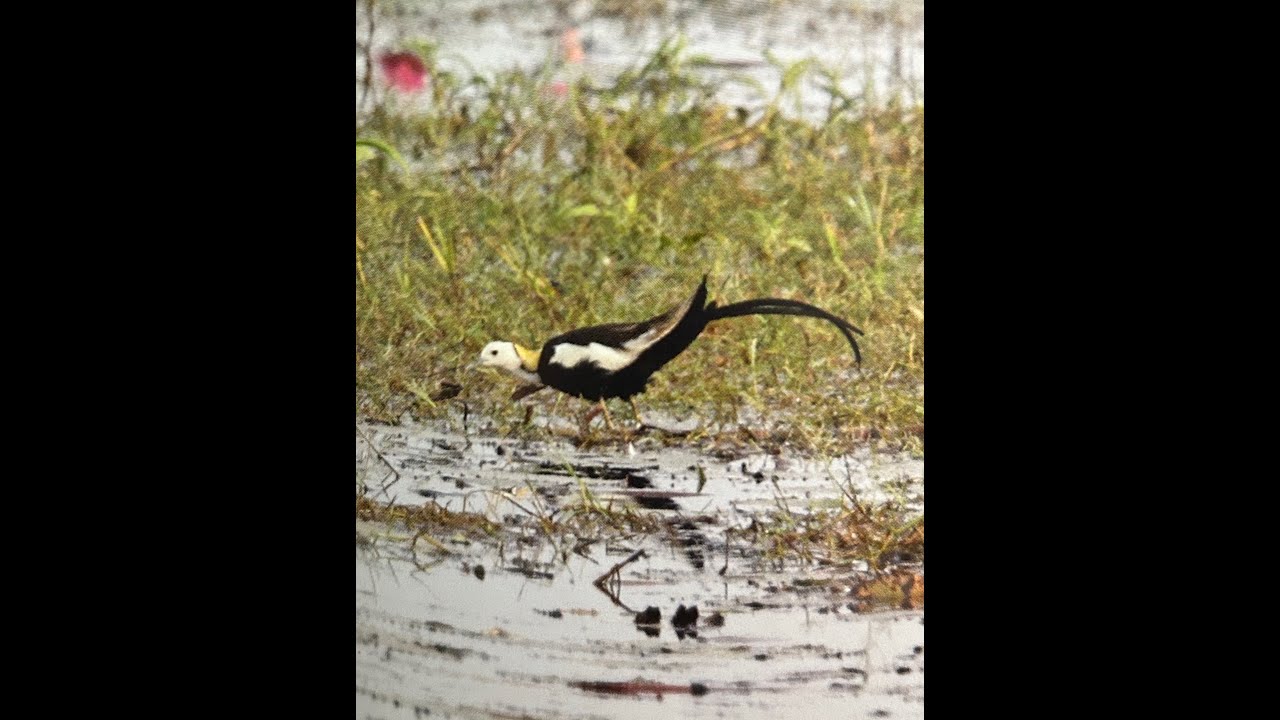 General Birding Scenes, Thailand, 2013
