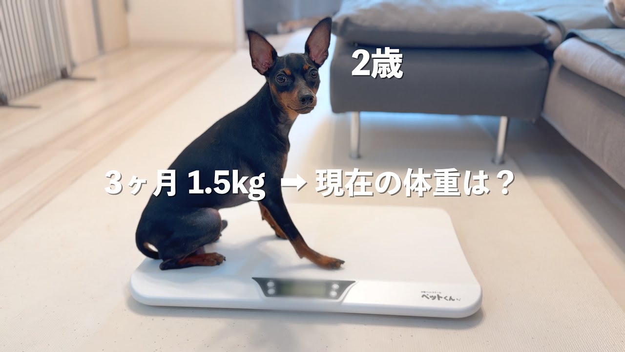 【成長記録】2歳ミニピンの体重を測ってみた｜まだ成長してる？