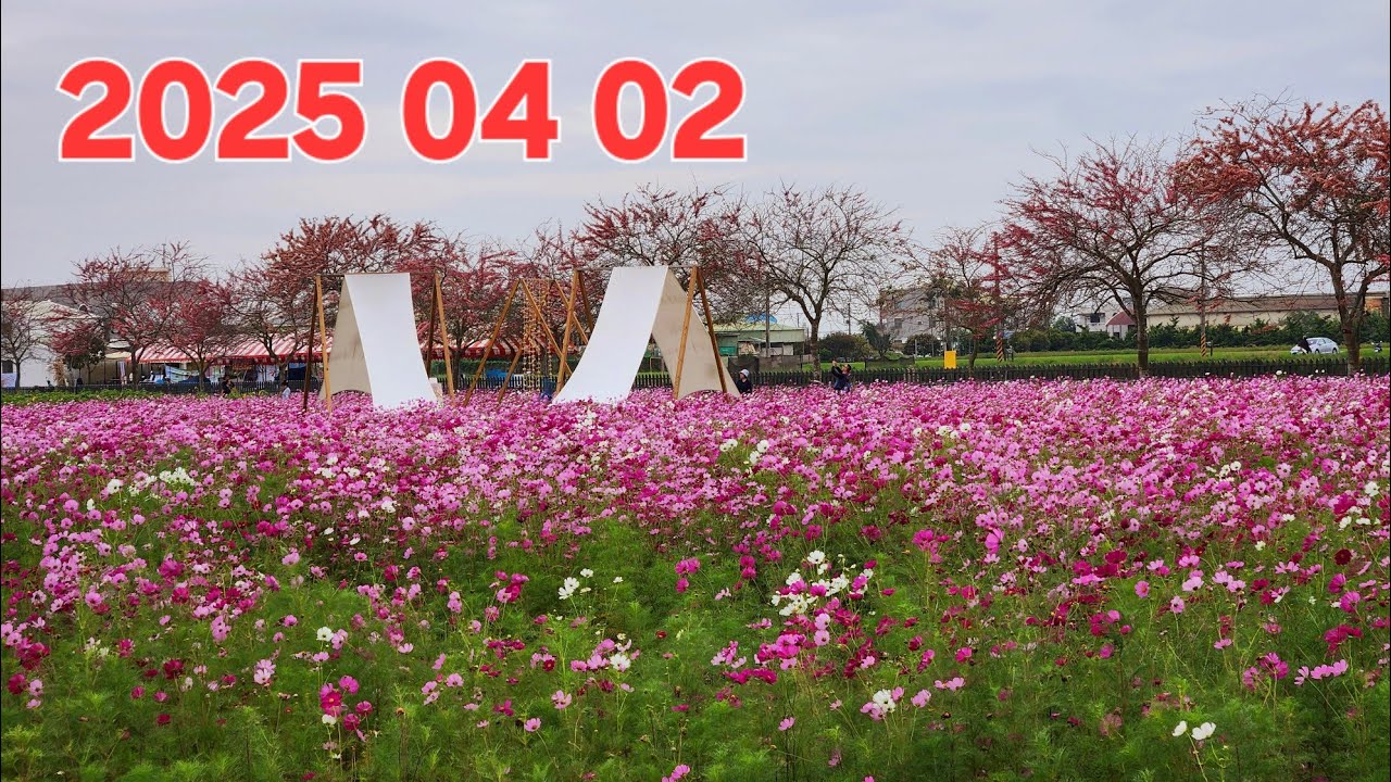 台南西港區金砂里花旗木 || 2025 Huaqi'mu Tainan Xigang || 2025 04 02 .