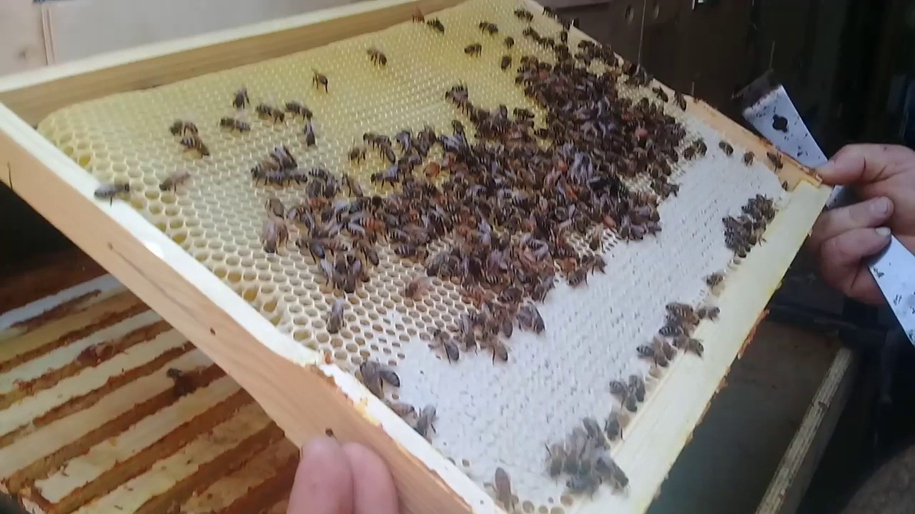шкафной павилион