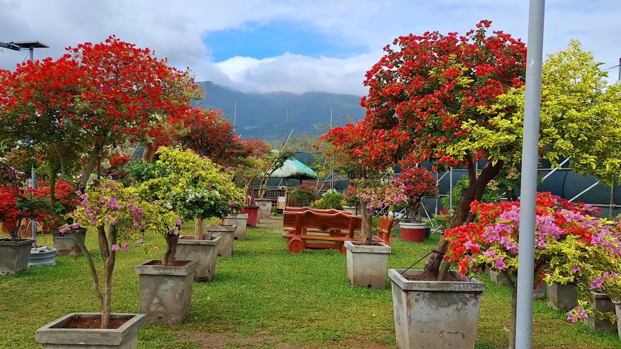 AMAZING AUTUMN IN THE PHILIPPINES COUNTRYSIDE GARDEN