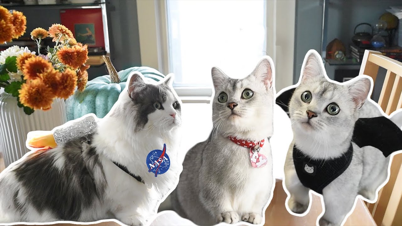 4 DIY Halloween Costumes for CATS!