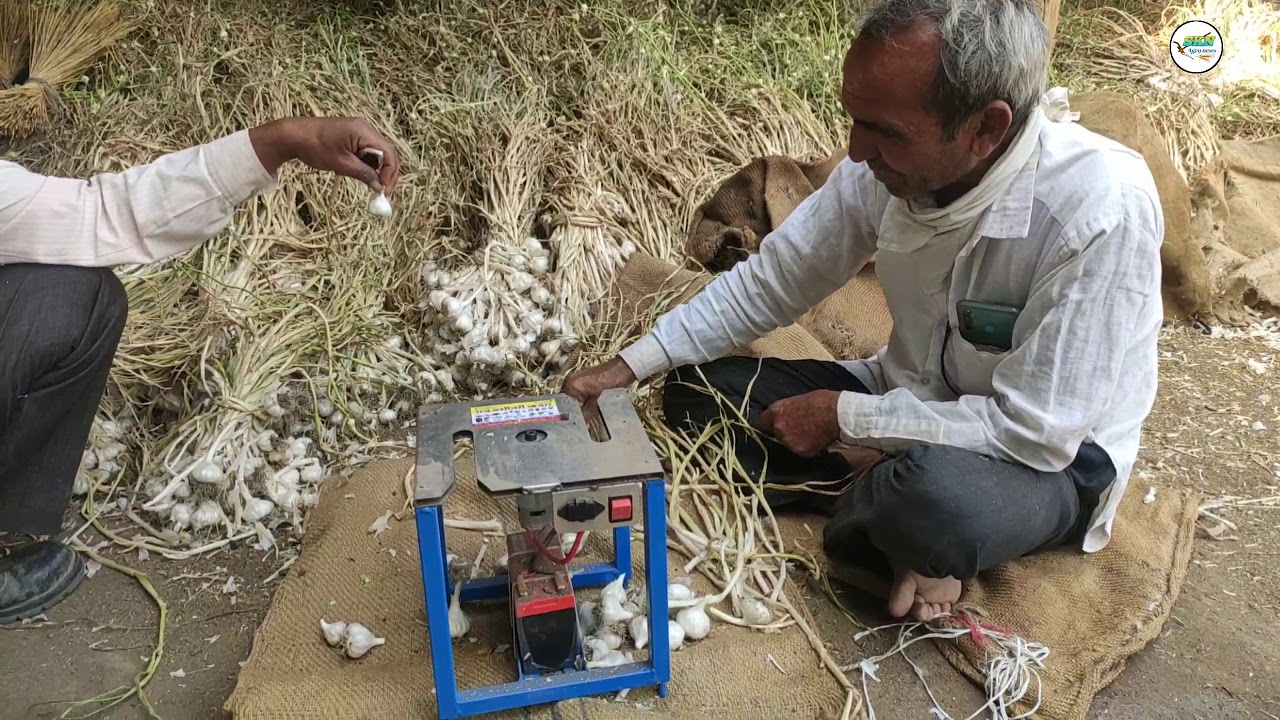 आ गया है लहसुन की कटाई करने का 5G शुद्ध देशी जुगाड़ मशीन/how to use garlic cutting best jugad masine
