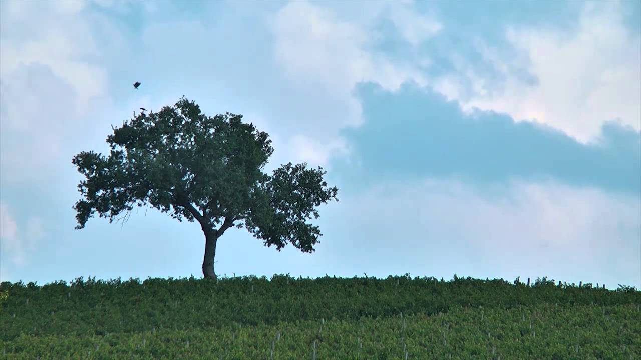 JAMESSUCKLING.COM - Campania - Mastroberardino
