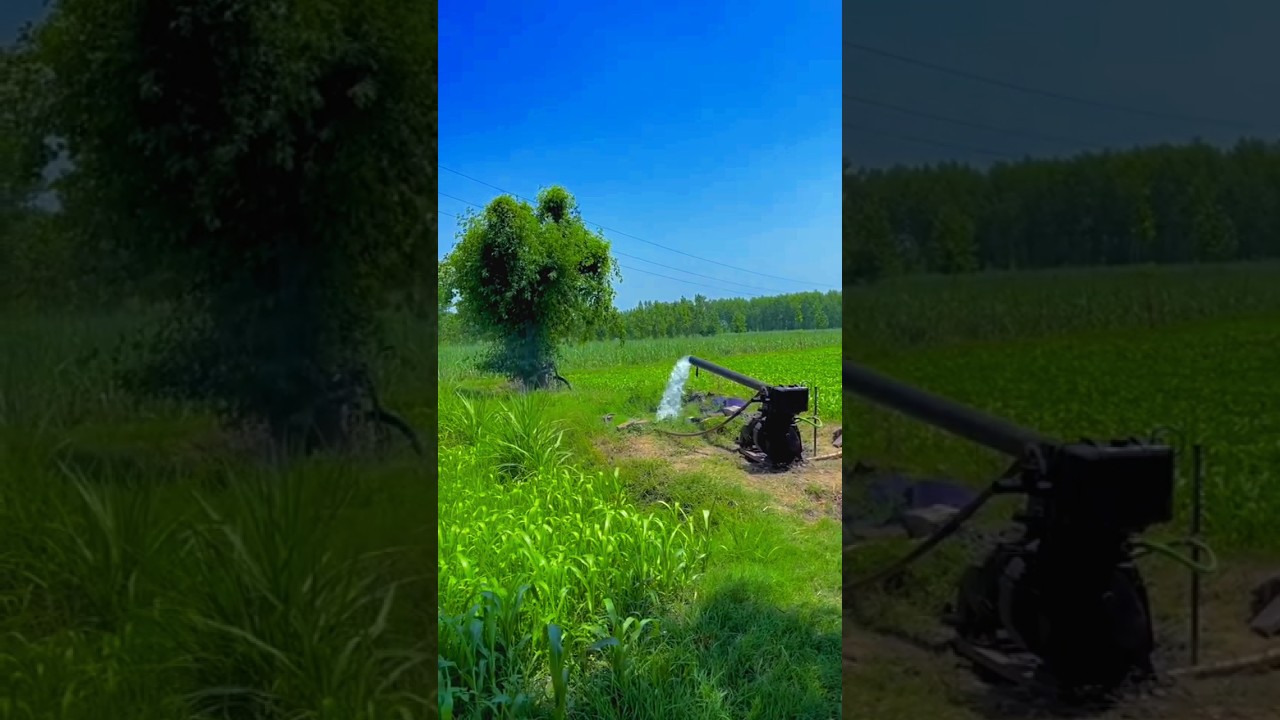 Up Bihar Ka Kheti Bhari Agriculture #bihari #up #kisan #minifarming #vlog #agriculture #farmer