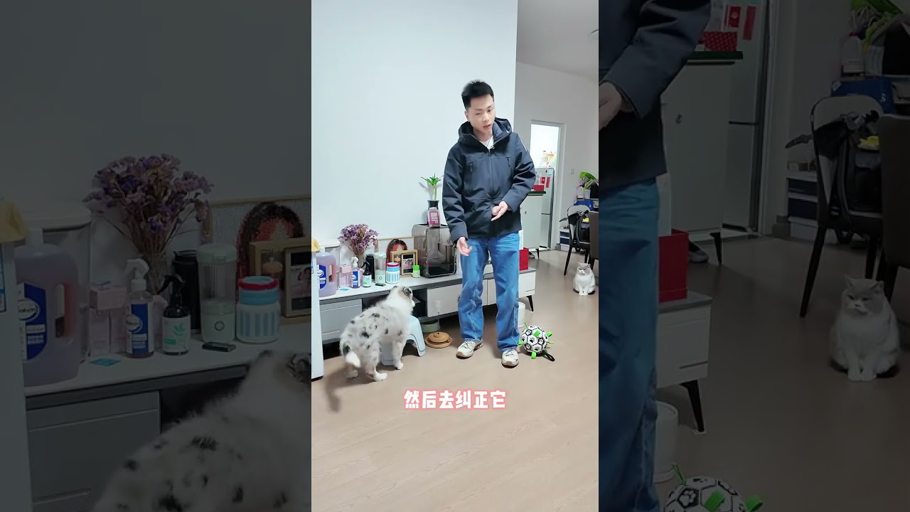 邊牧小狗喜歡撲人還要咬手？跟着訓犬師這樣訓練讓你快速糾正！ #成都訓犬 #狗狗撲人 #成都訓犬老曹