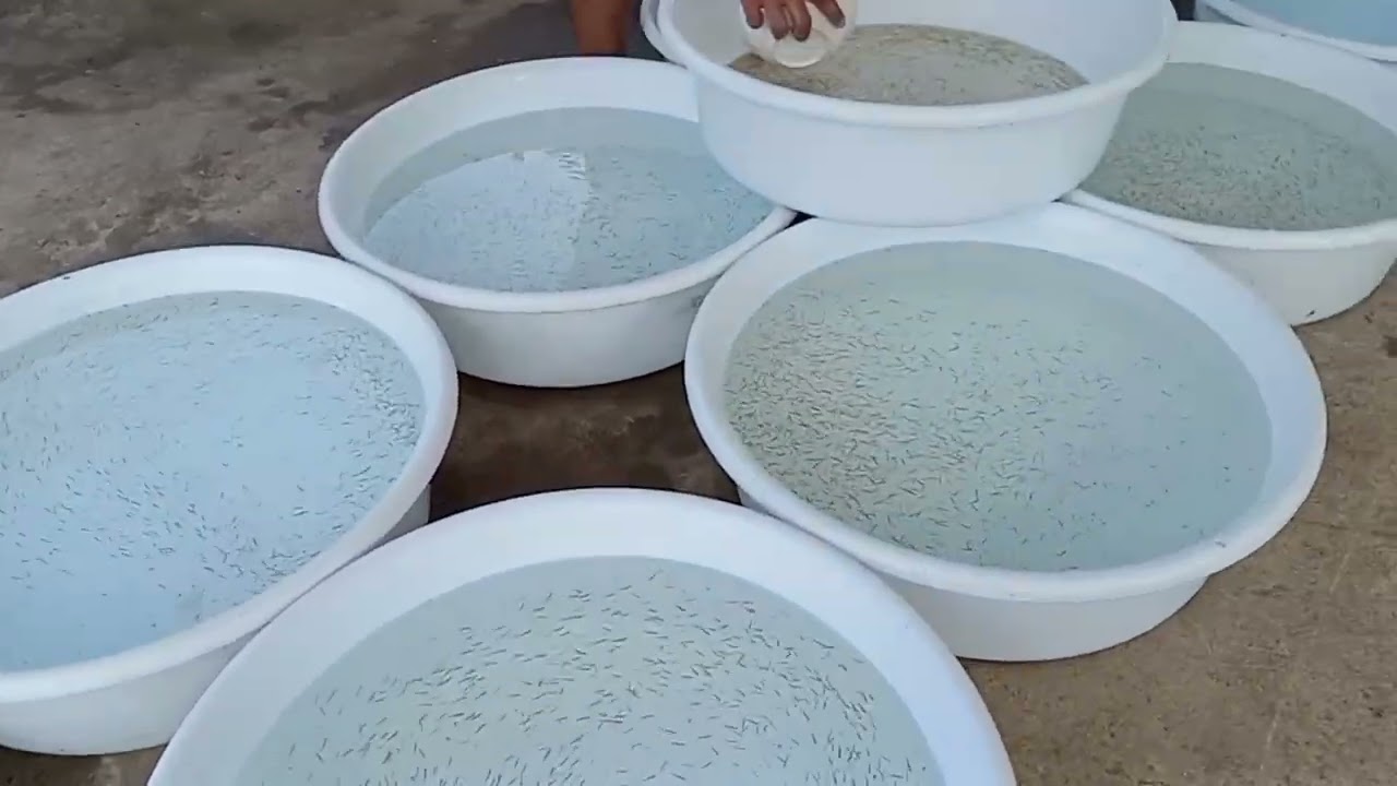 Another bangus, hatchery fry harvest, 104,000 fry harvested, 46% survival rate.